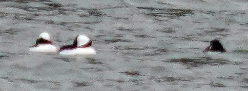 Гоголь малий - ML646761469