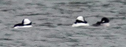 Гоголь малий - ML646761470