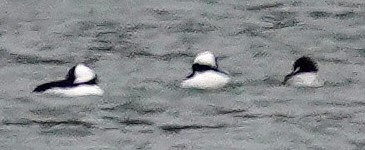 Гоголь малий - ML646761471