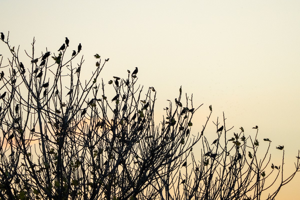 ハタホオジロ - ML646761472