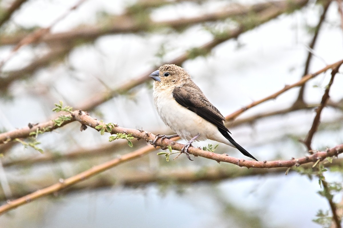 African Silverbill - ML646761474