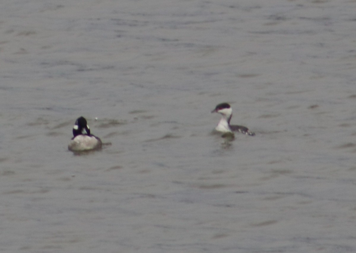 Horned Grebe - ML646761475