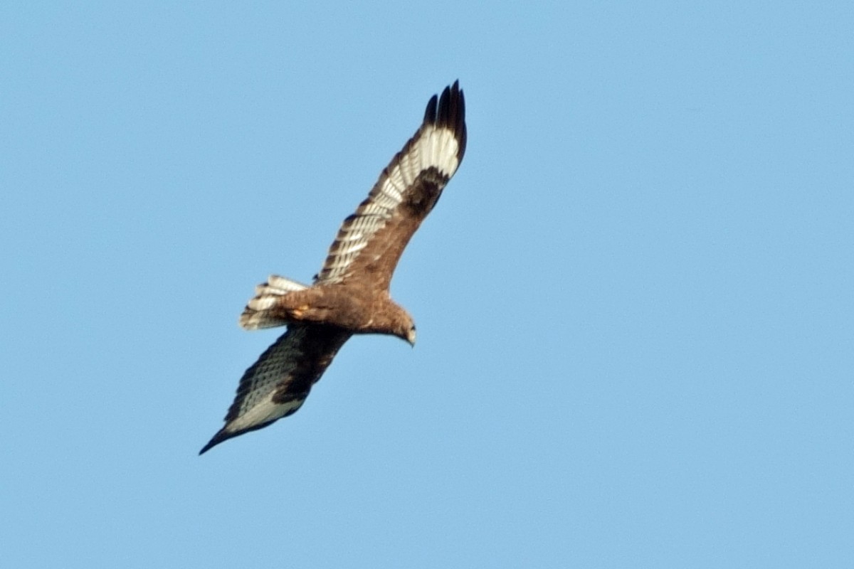 Himalayan Buzzard - ML646761480