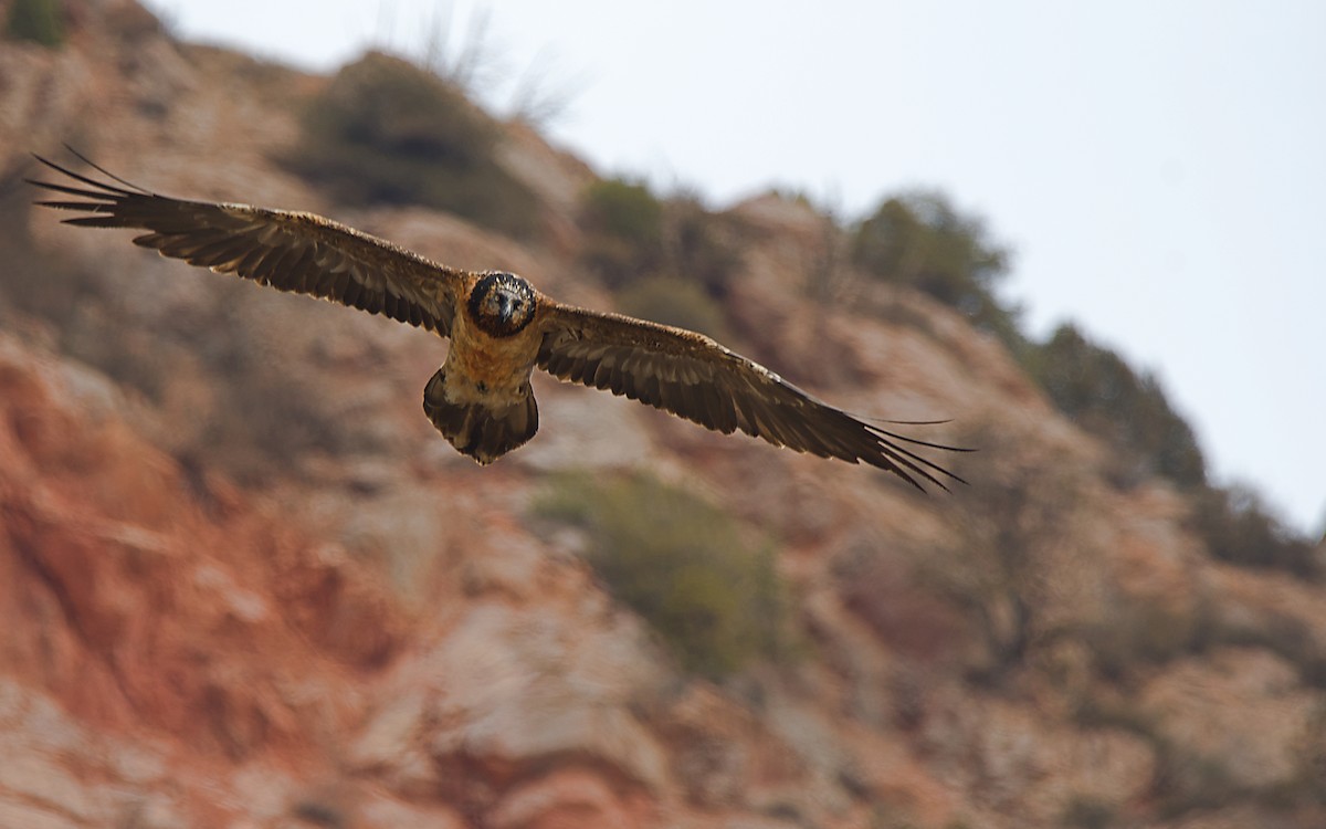 Bearded Vulture - ML646761481