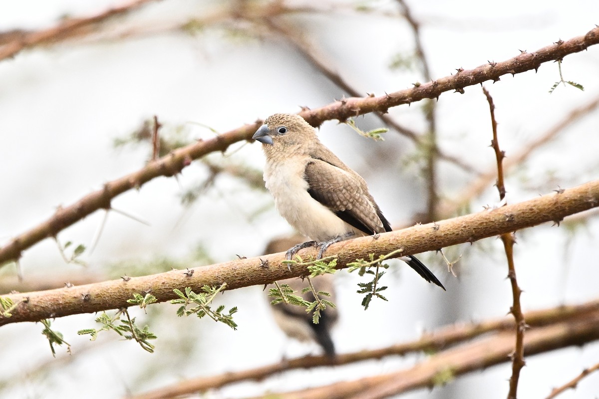 African Silverbill - ML646761484