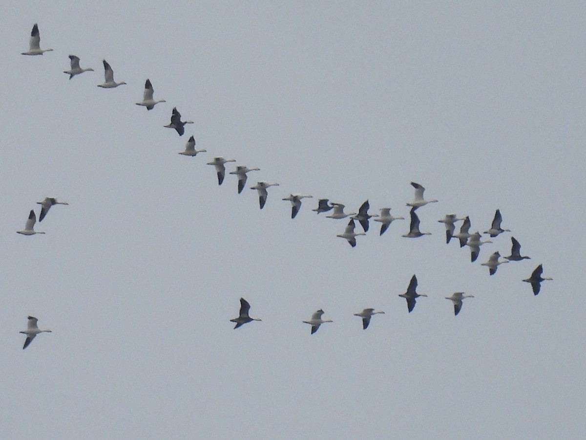 Oca delle nevi - ML646761485