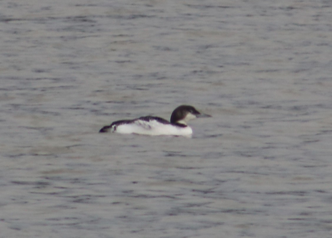Common Loon - ML646761486