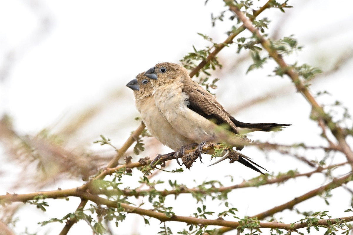 African Silverbill - ML646761488