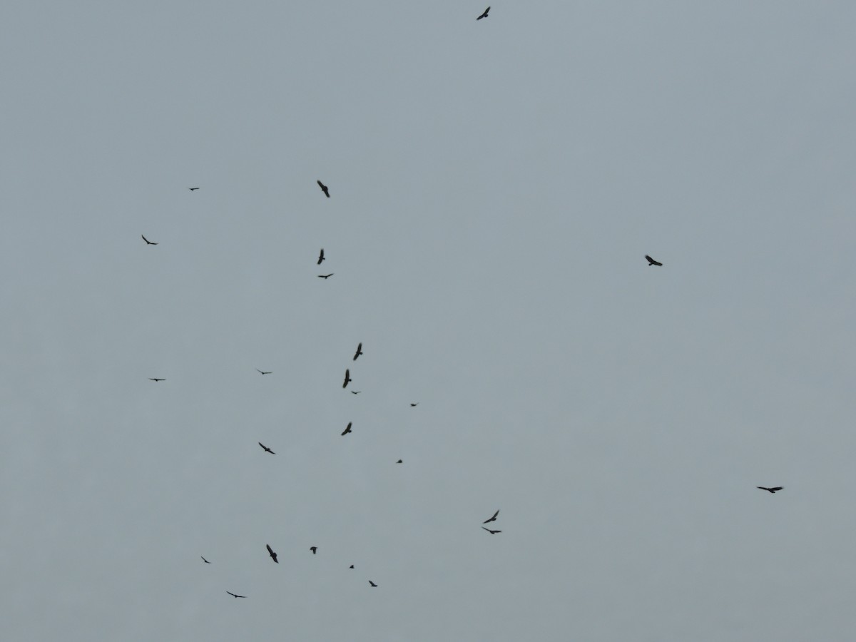 Катарта чорна - ML646761489