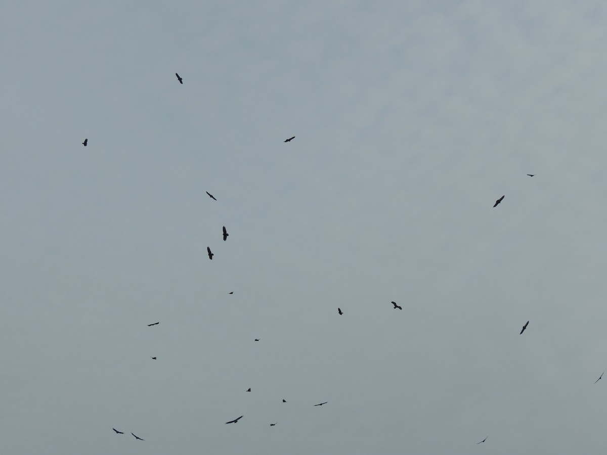 Катарта чорна - ML646761490