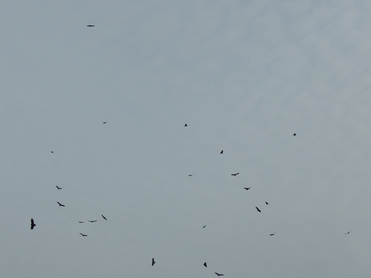 Катарта чорна - ML646761492