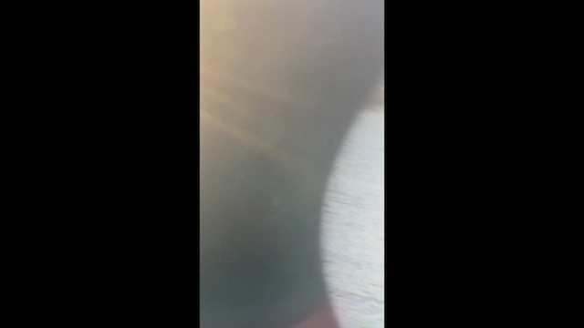 Tarakdiş - ML646761493