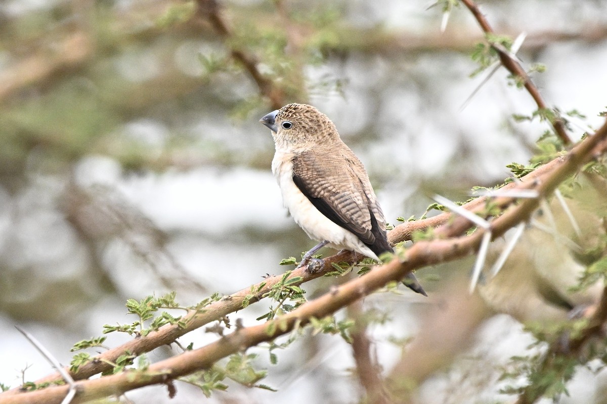 African Silverbill - ML646761495