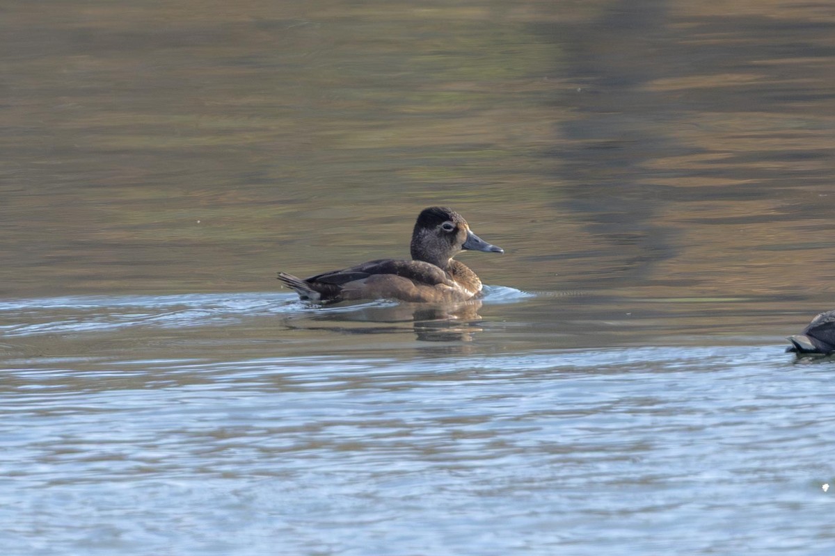 Ring-necked Duck - ML646761497