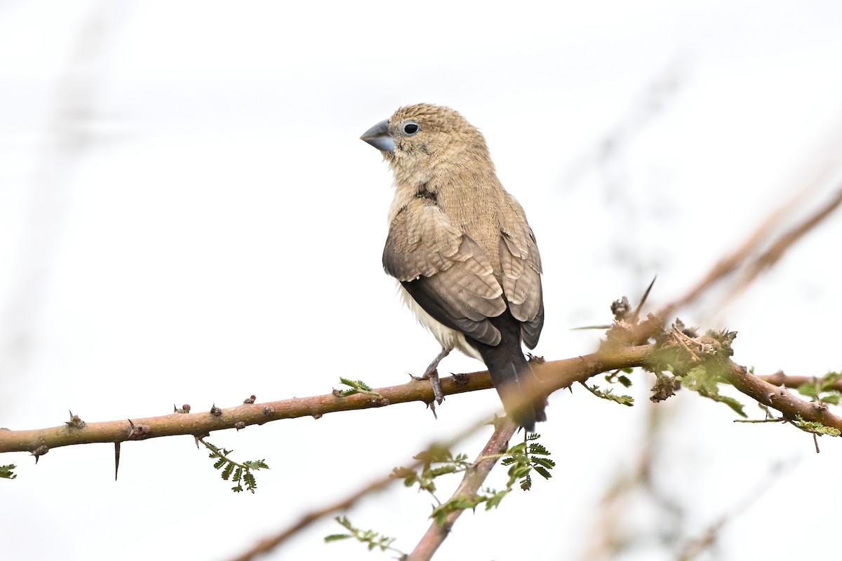 African Silverbill - ML646761498