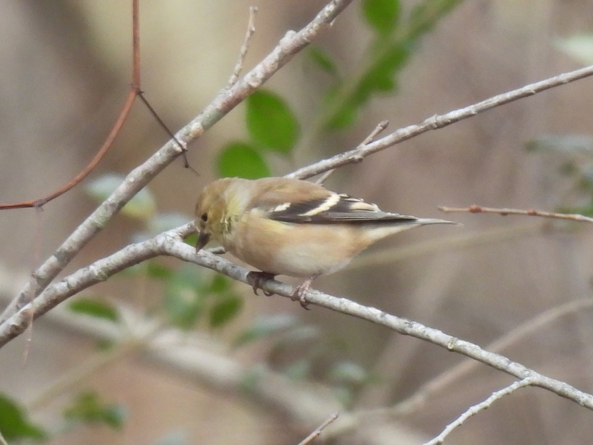 American Goldfinch - ML646761499