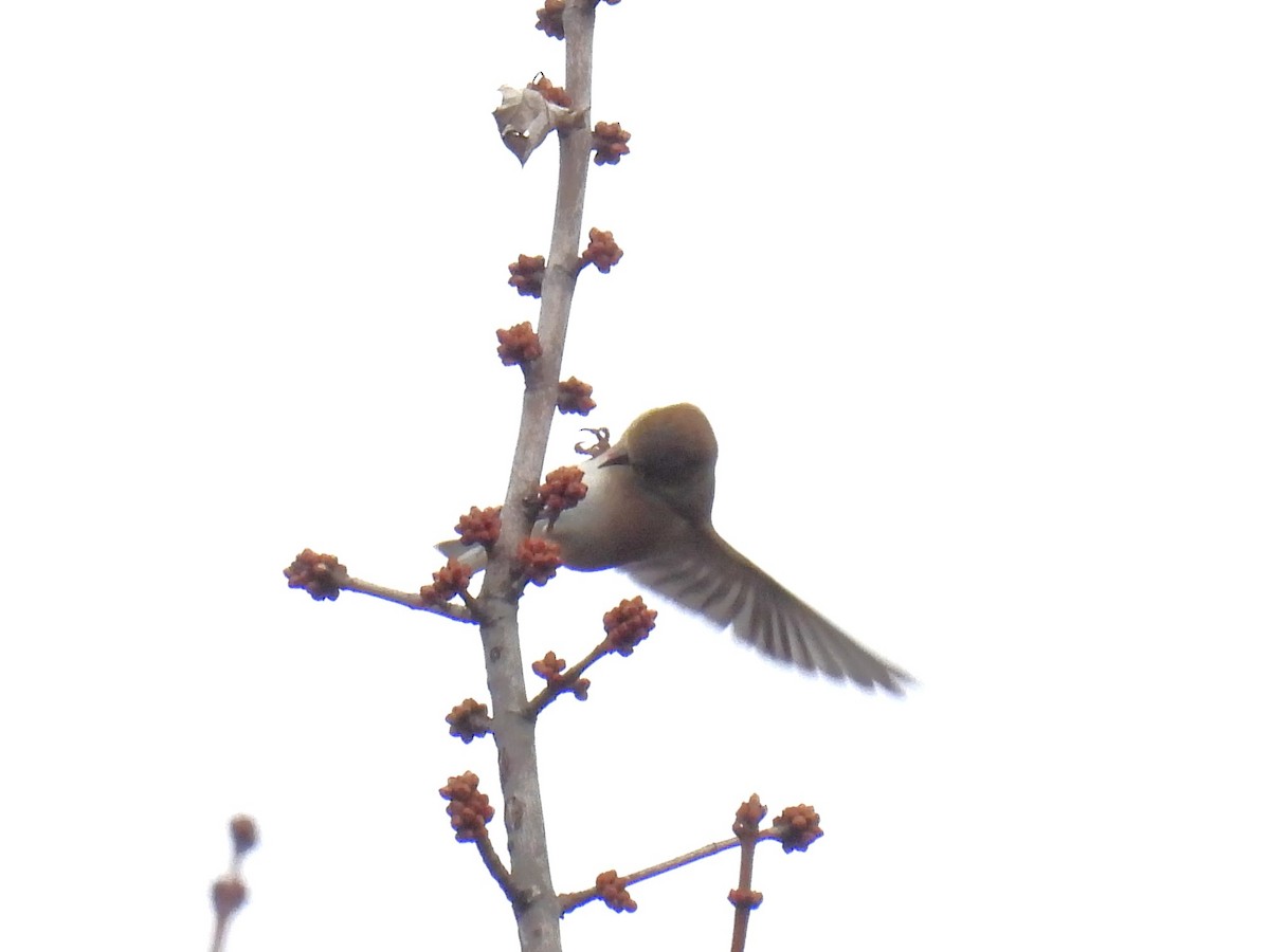 American Goldfinch - ML646761500