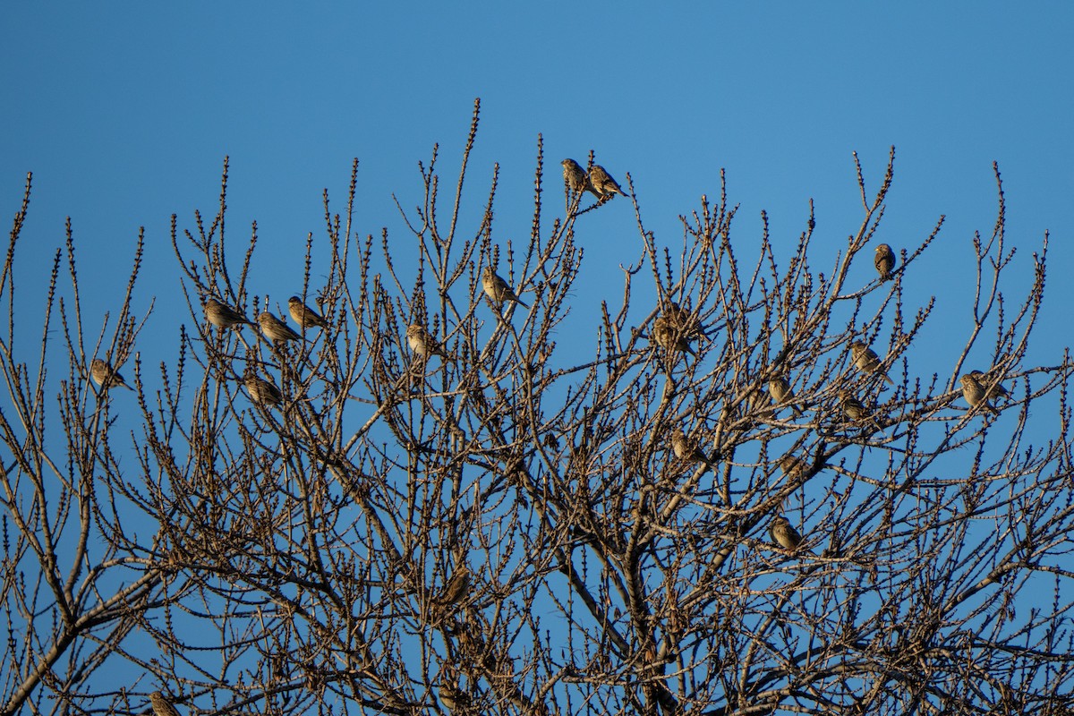 ハタホオジロ - ML646761501