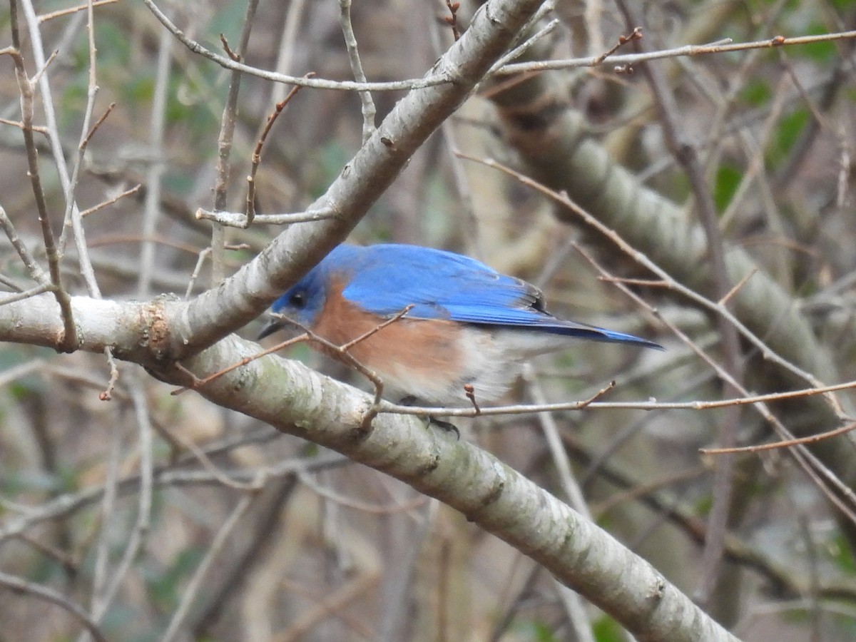 Eastern Bluebird - ML646761513