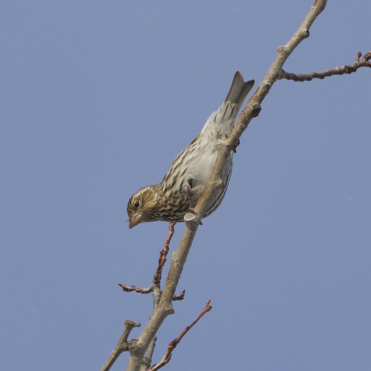 Cassin's Finch - ML646761515