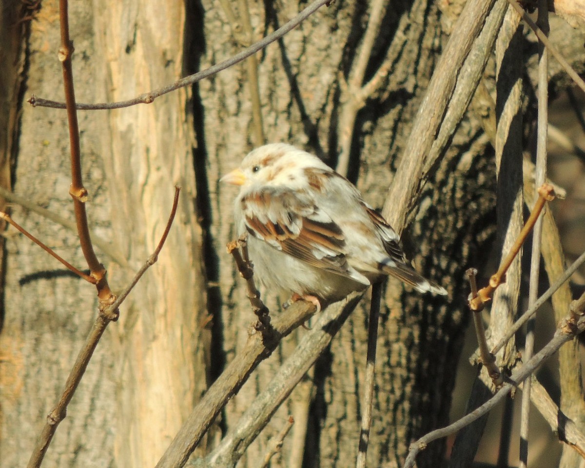 Горобець хатній - ML646761516