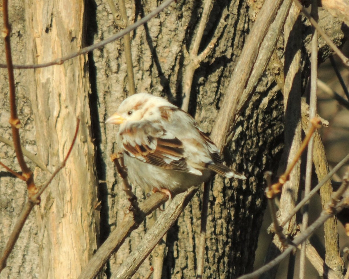 Горобець хатній - ML646761517