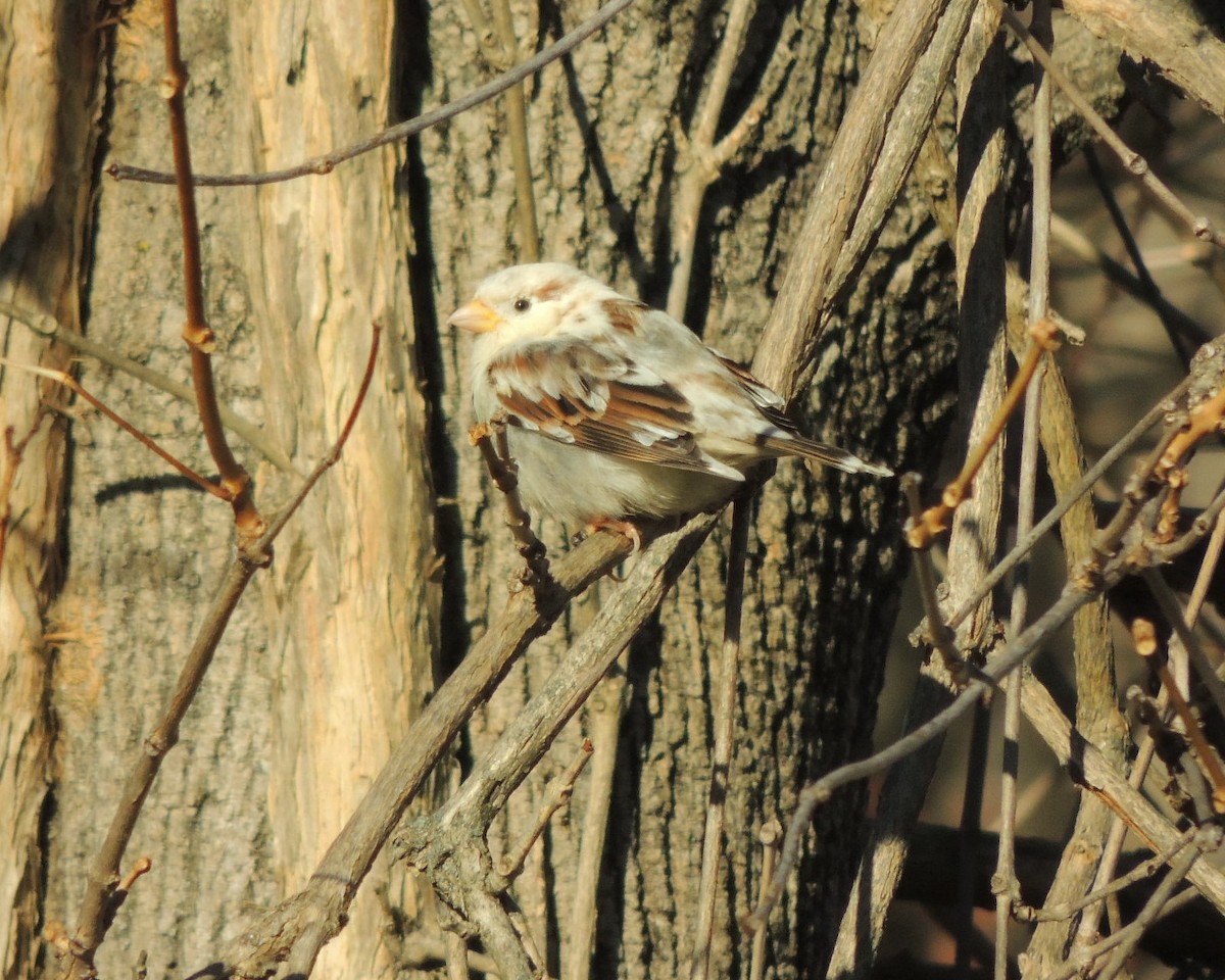 Горобець хатній - ML646761518