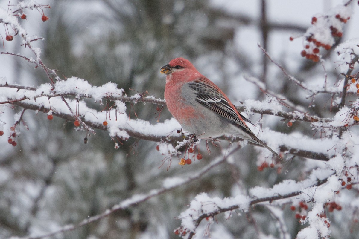 Pine Grosbeak - ML646761519