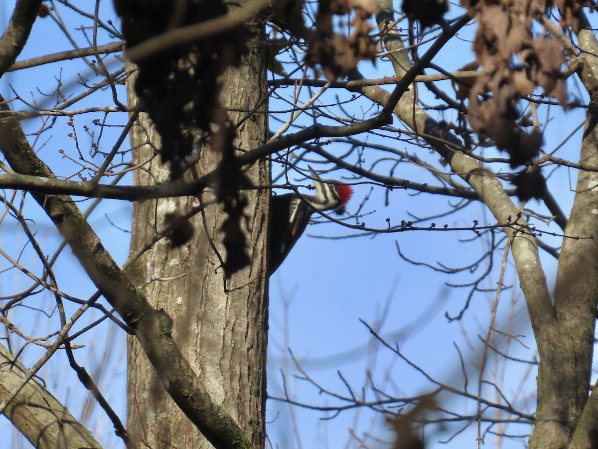 Pileated Woodpecker - ML646761520