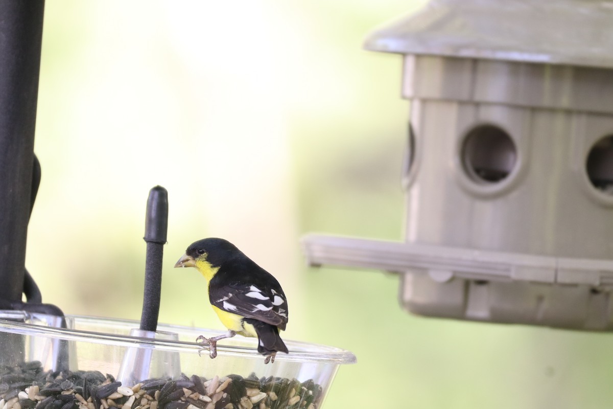 Lesser Goldfinch - ML646761521