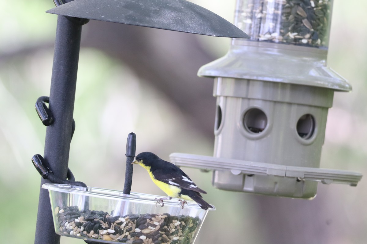 Lesser Goldfinch - ML646761522