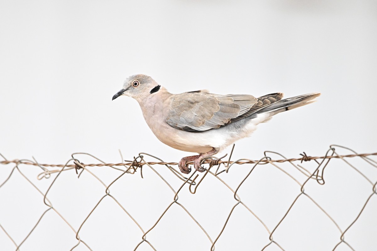 Mourning Collared-Dove - ML646761523
