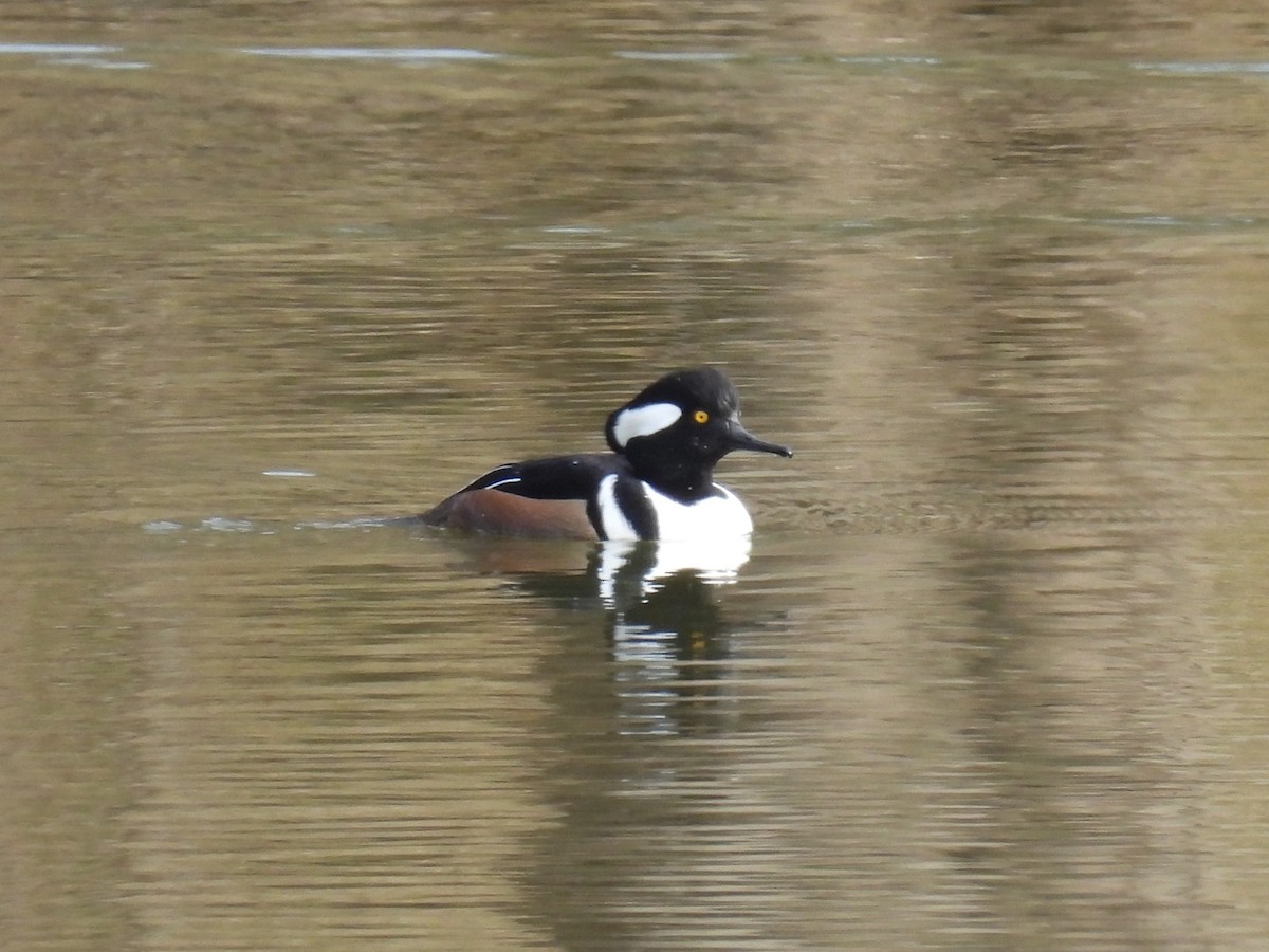 Smergo dal cappuccio - ML646761524