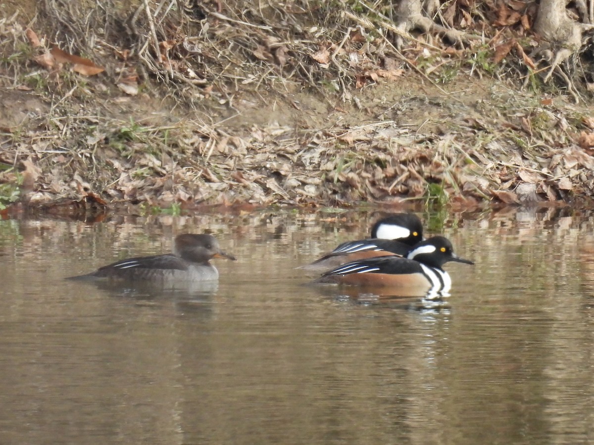 Smergo dal cappuccio - ML646761525