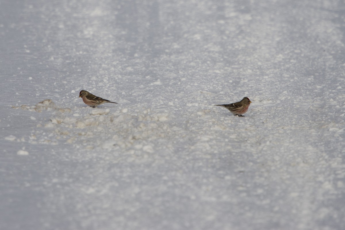 Redpoll - ML646761527