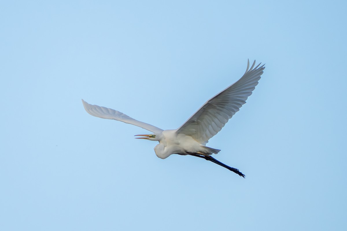 ダイサギ - ML646761531