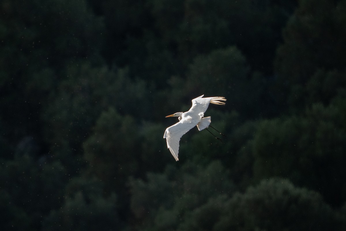 ダイサギ - ML646761533