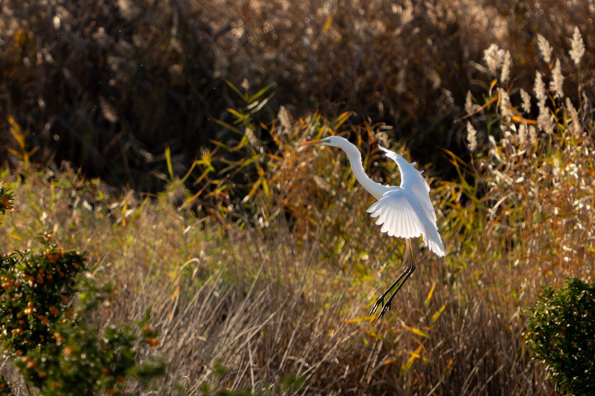 ダイサギ - ML646761534