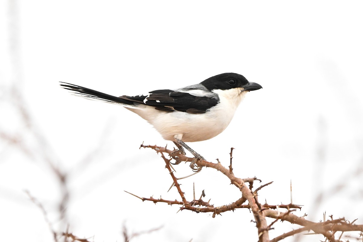 Somali Fiscal - ML646761535