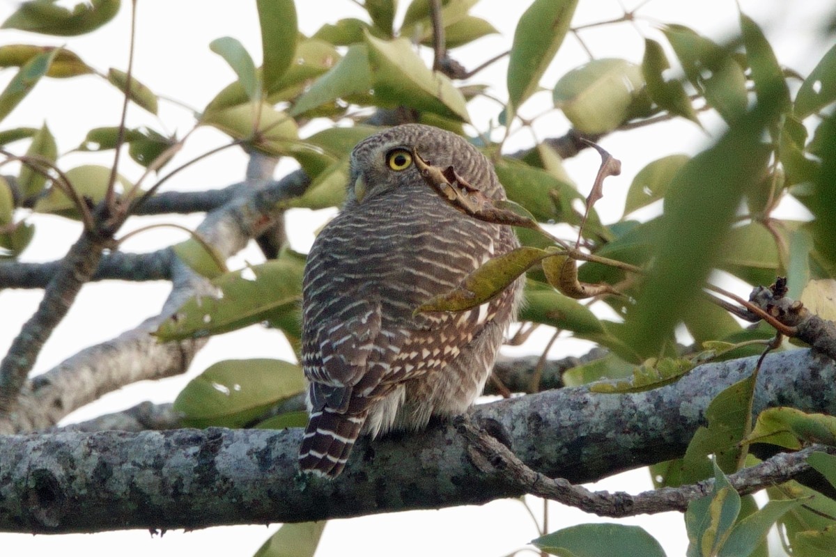 Asian Barred Owlet - ML646761538