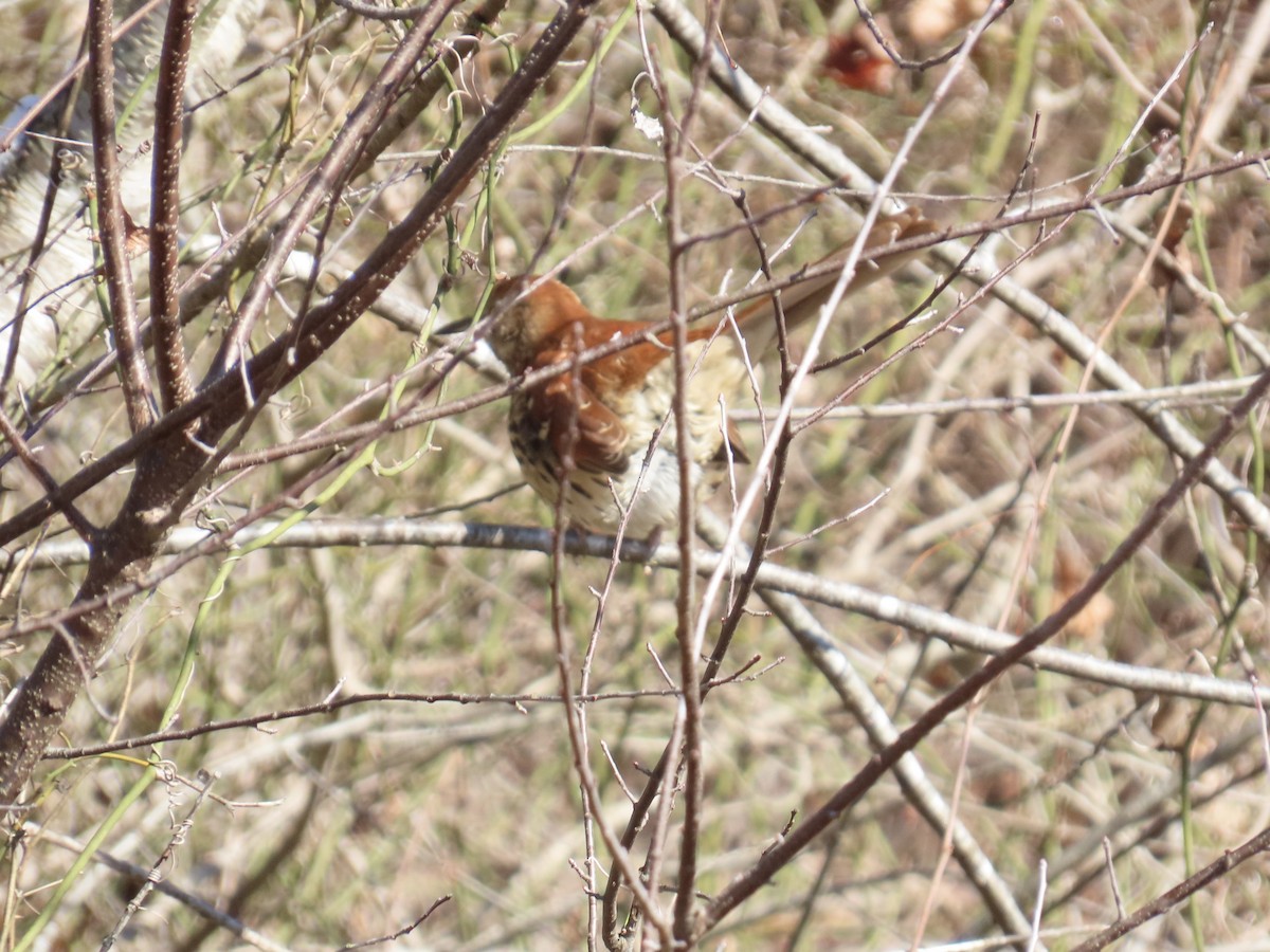 brunspottefugl - ML646761539