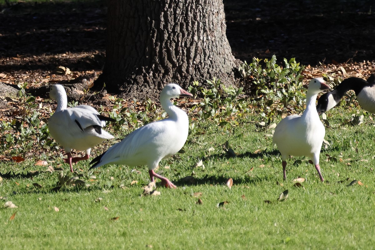 Цасны галуу - ML646761540