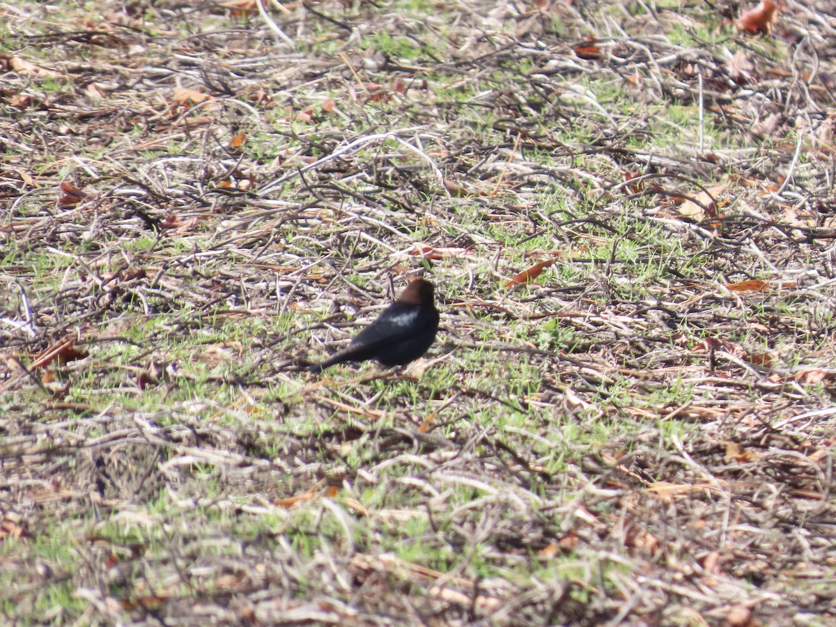 brunhodetrupial - ML646761543