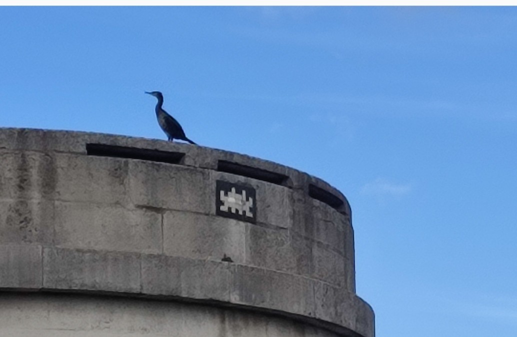 Great Cormorant - ML646761544