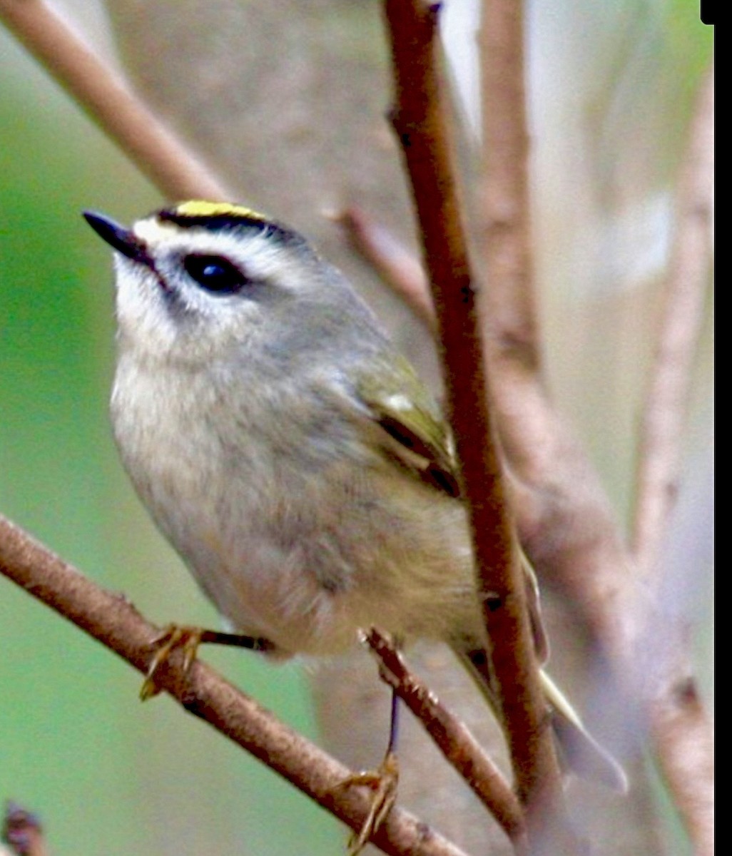 Golden-crowned Kinglet - ML646761555