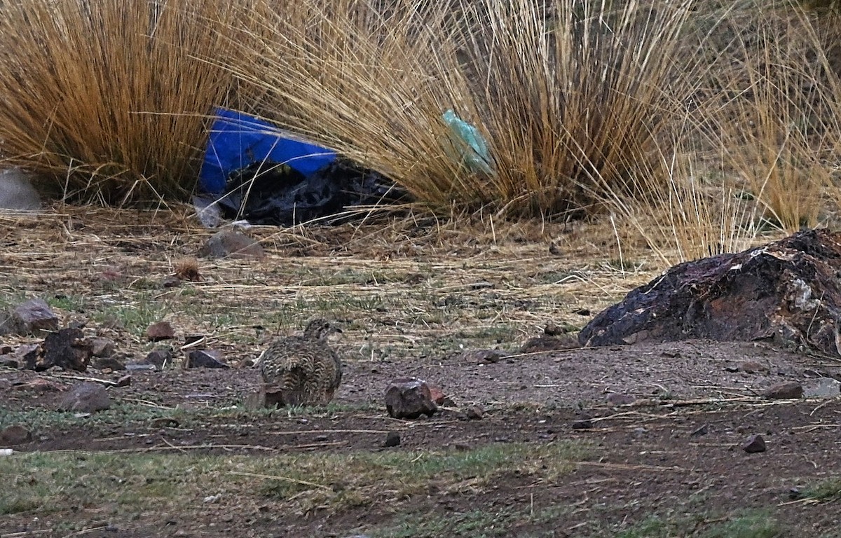 Украшенный тинаму - ML646761562