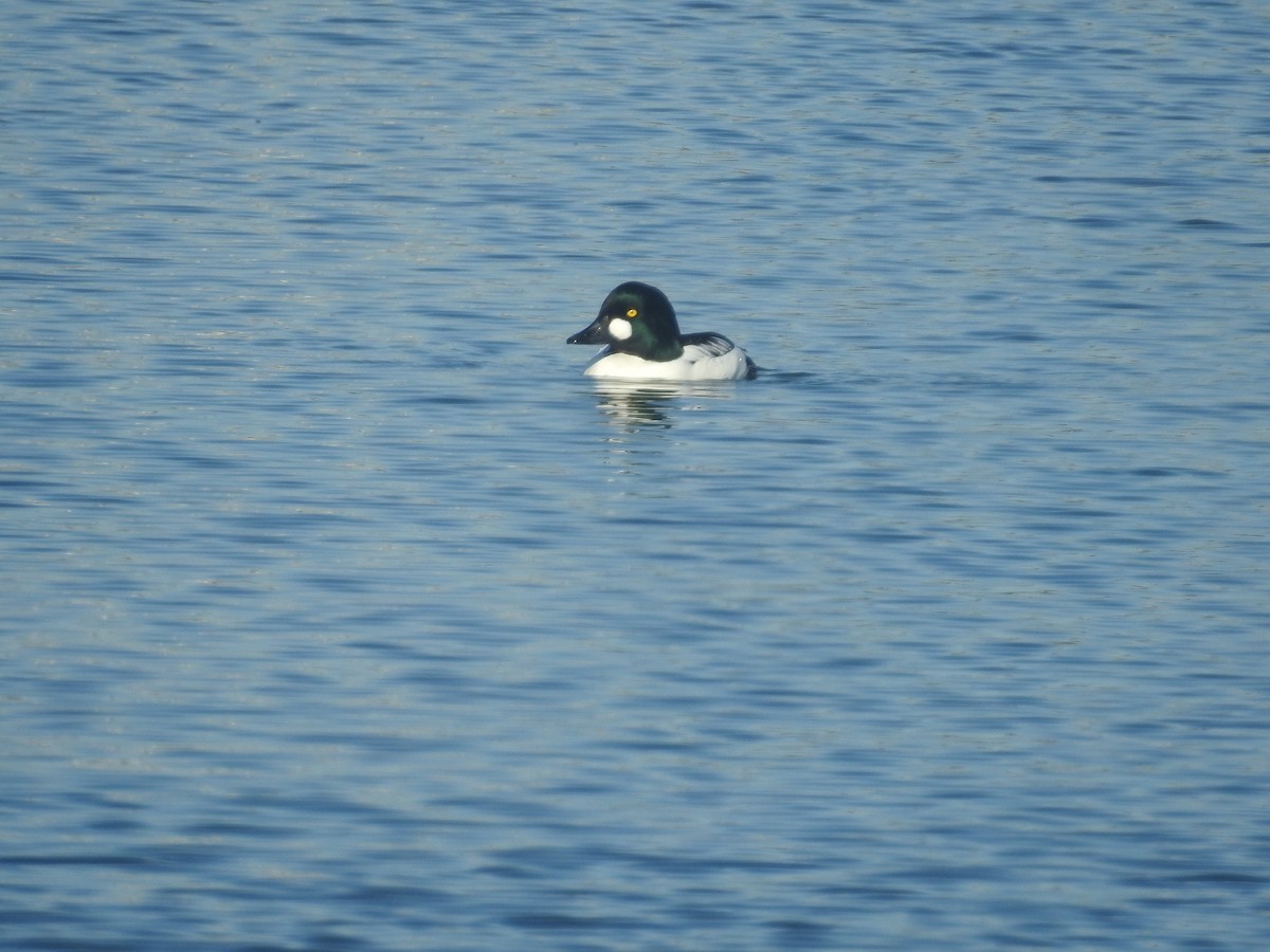 עבראש ירוק - ML646761571