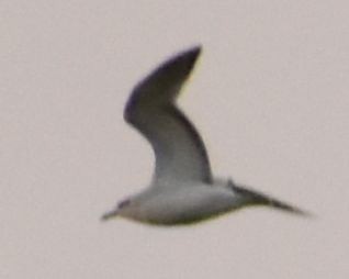 Mediterranean Gull - ML646761572