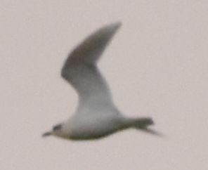 Mediterranean Gull - ML646761573