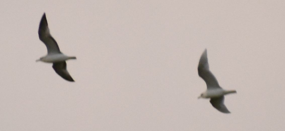 Mediterranean Gull - ML646761574